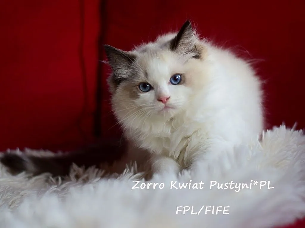 Ragdoll, kocurek, seal bicolor Zorro Kwiat Pustyni*PL FPL/FIFE, Śląskie, Dąbrowa Górnicza
