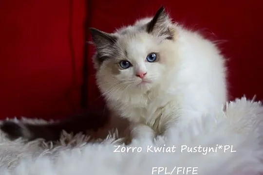 Ragdoll, kocurek, seal bicolor Zorro Kwiat Pustyni*PL FPL/FIFE, Śląskie, Dąbrowa Górnicza