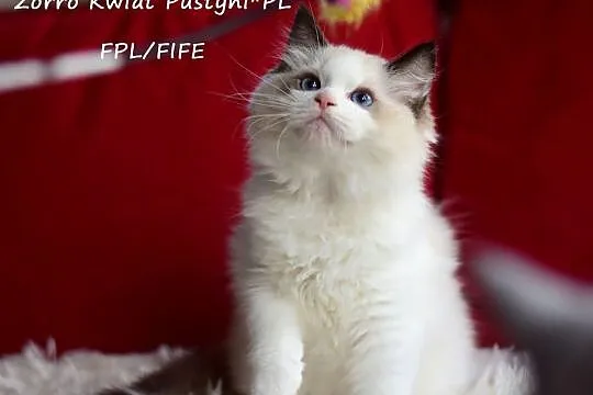Ragdoll, kocurek, seal bicolor Zorro Kwiat Pustyni*PL FPL/FIFE, Śląskie, Dąbrowa Górnicza