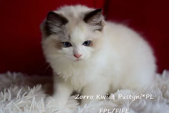Ragdoll, kocurek, seal bicolor Zorro Kwiat Pustyni*PL FPL/FIFE, Śląskie, Dąbrowa Górnicza