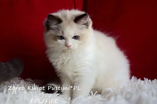 Ragdoll, kocurek, seal bicolor Zorro Kwiat Pustyni*PL FPL/FIFE, Śląskie, Dąbrowa Górnicza