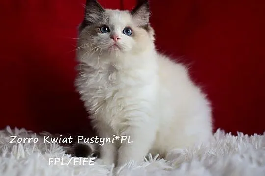 Ragdoll, kocurek, seal bicolor Zorro Kwiat Pustyni*PL FPL/FIFE, Śląskie, Dąbrowa Górnicza
