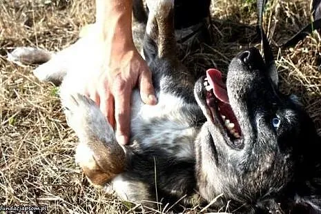 BAMBO – średni przyjazny piesek o błękit