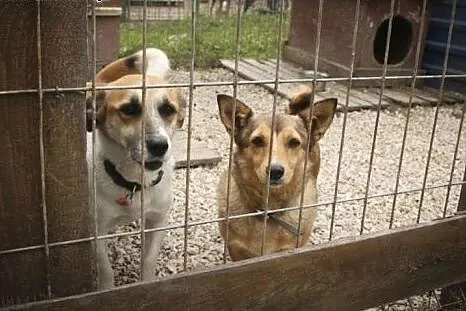 Błagamy o dom dla naszej maleńkiej Basi !,  śląski