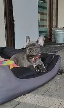 Buldog francuski BLUE niebieski szczeniak suczka suka, , Padew Narodowa