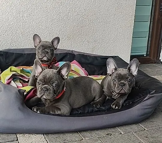 Buldog francuski BLUE niebieski szczeniak suczka suka, , Padew Narodowa