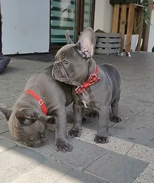 Buldog francuski BLUE niebieski szczeniak suczka suka, , Padew Narodowa
