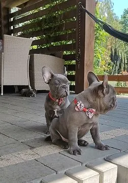 Buldog francuski BLUE niebieski szczeniak suczka suka, , Padew Narodowa