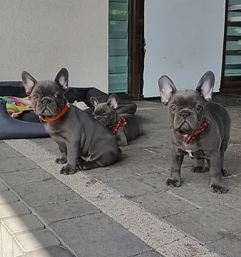 Buldog francuski BLUE niebieski szczeniak suczka suka, , Padew Narodowa