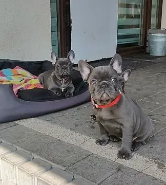 Buldog francuski BLUE niebieski szczeniak suczka suka, , Padew Narodowa