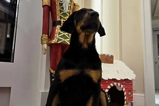 Sprzedam sunie rasy Doberman