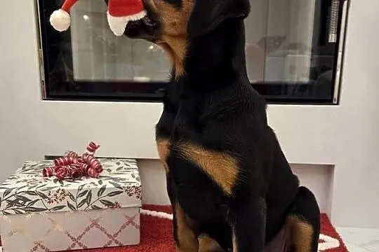 Sprzedam sunie rasy Doberman, Lubelskie, Panieńszczyzna