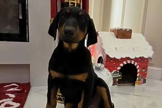 Sprzedam sunie rasy Doberman, Lubelskie, Panieńszczyzna
