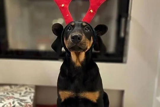Sprzedam sunie rasy Doberman, Lubelskie, Panieńszczyzna