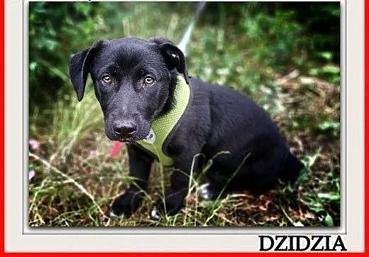4 mczna,szczeniak,suczka DZIDZIA,cudowna,tulaśna,docelowo średnia.Adopcja., śląskie Katowice, Śląskie, Katowice