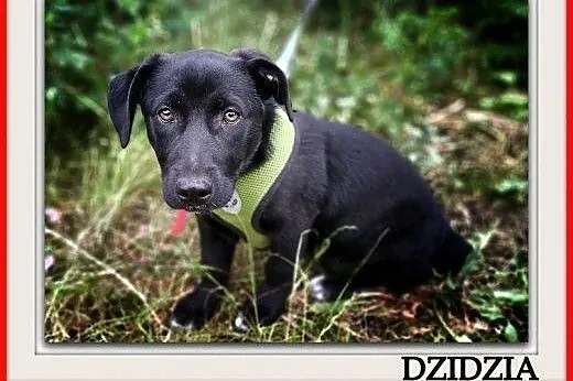 4 mczna,szczeniak,suczka DZIDZIA,cudowna,tulaśna,docelowo średnia.Adopcja.,  śląskie Katowice, Śląskie, Katowice