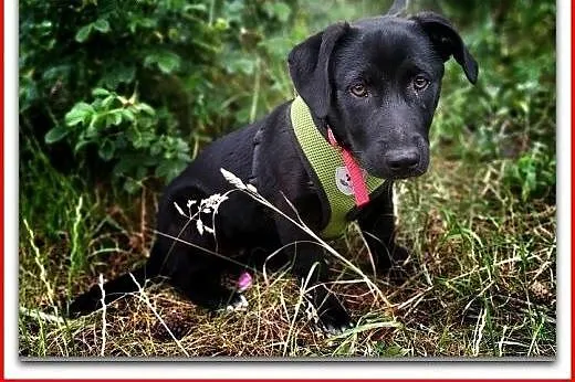 4 mczna,szczeniak,suczka DZIDZIA,cudowna,tulaśna,docelowo średnia.Adopcja.,  śląskie Katowice, Śląskie, Katowice