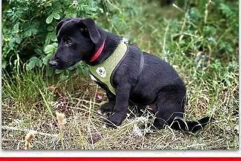 4 mczna,szczeniak,suczka DZIDZIA,cudowna,tulaśna,docelowo średnia.Adopcja.,  śląskie Katowice, Śląskie, Katowice