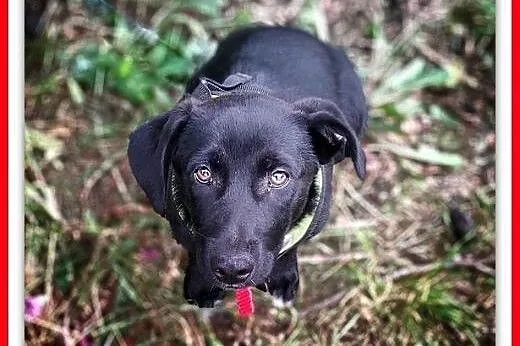 4 mczna,szczeniak,suczka DZIDZIA,cudowna,tulaśna,docelowo średnia.Adopcja.,  śląskie Katowice, Śląskie, Katowice