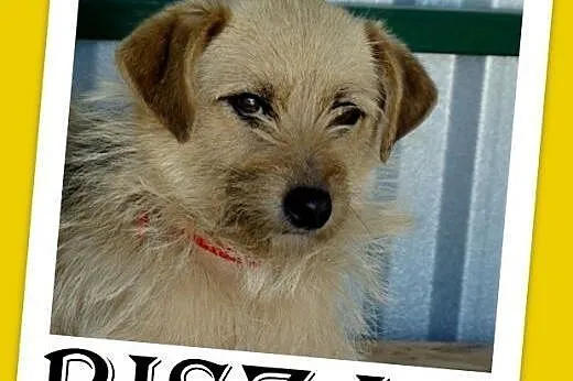 9 kg,grzeczna,łagodna,delikatna suczka do spokojne