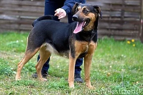 Daj domek! Ot, tak - dla Draki :),  warmińsko-mazurskie Olsztyn