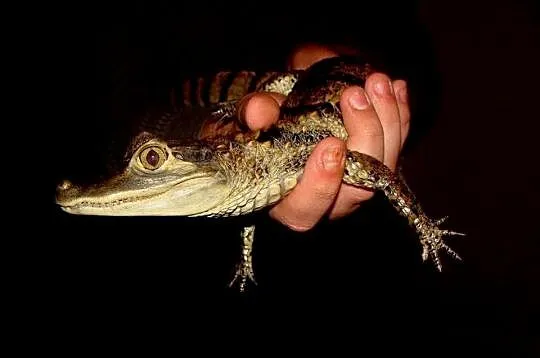 Sprzedam młode Kajmany okularowe (Caiman crocodilus) urodzone w hodowli, Śląskie, Katowice