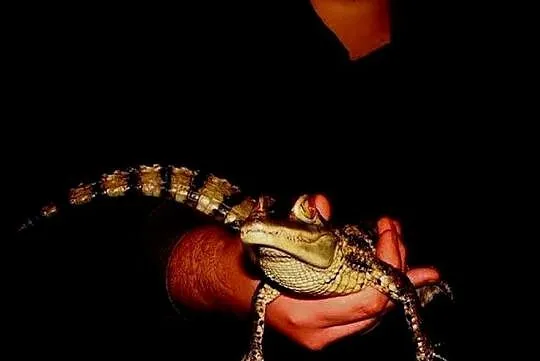 Sprzedam młode Kajmany okularowe (Caiman crocodilus) urodzone w hodowli, Śląskie, Katowice