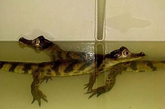 Sprzedam młode Kajmany okularowe (Caiman crocodilus) urodzone w hodowli, Śląskie, Katowice