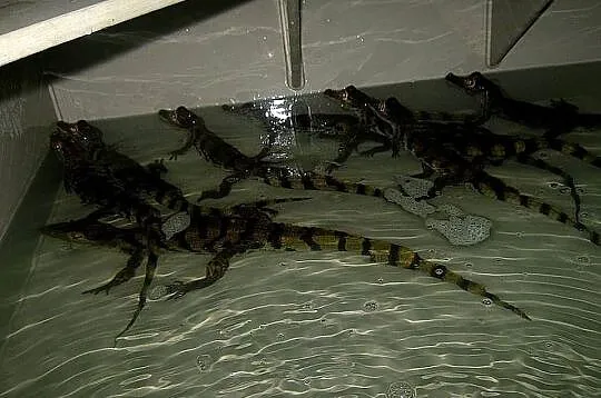Sprzedam młode Kajmany okularowe (Caiman crocodilus) urodzone w hodowli, Śląskie, Katowice