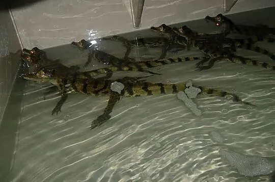 Sprzedam młode Kajmany okularowe (Caiman crocodilus) urodzone w hodowli, Śląskie, Katowice