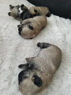 Mops szczeniaki ZkwP FCI zapraszam do rezerwacji / odbiór w połowie maja, , Toruń