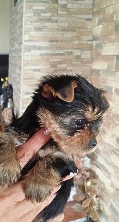 York terrier szczeniaczki, Podkarpackie, Rzeszów