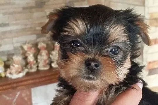York terrier szczeniaczki, Podkarpackie, Rzeszów