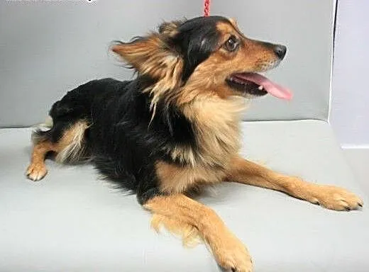 PTYŚ - piękny, 6 kg mikro piesek do adopcji, mazo
