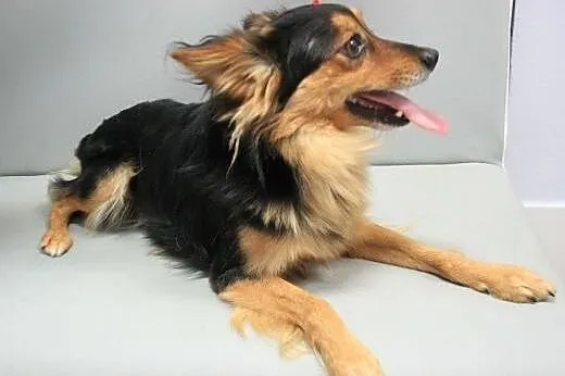 PTYŚ - piękny, 6 kg mikro piesek do adopcji,  mazo
