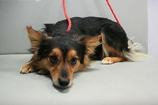 PTYŚ - piękny, 6 kg mikro piesek do adopcji,  mazo