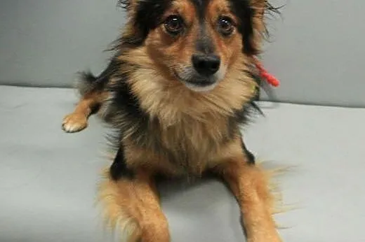 PTYŚ - piękny, 6 kg mikro piesek do adopcji,  mazo