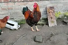 Kogut wandotta