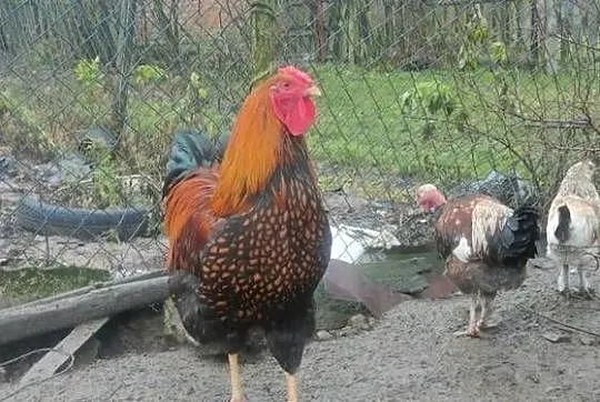 Kogut wandotta, Lubelskie, Tokarówka