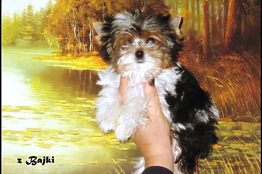 York Biewer -rod. Polski Związek Kynologiczny-PKPR