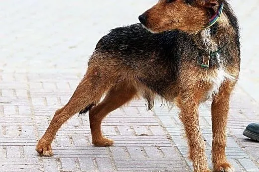 RINGO młody terierek mądry, łagodny gaśnie w schro
