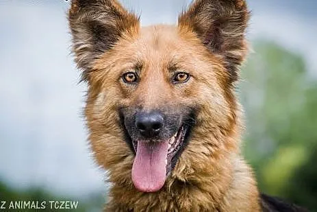OTOZ Animals - Nefra - młoda sunia w typie owczarka niemieckiego,  pomorskie Tczew