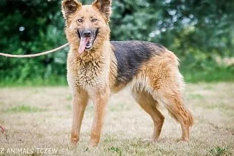 OTOZ Animals - Nefra - młoda sunia w typie owczark