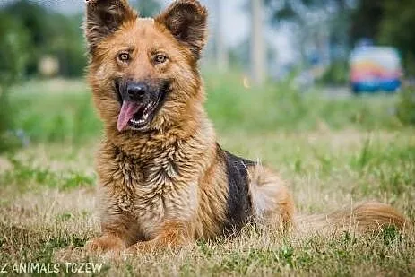 OTOZ Animals - Nefra - młoda sunia w typie owczark