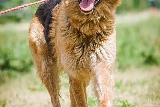 OTOZ Animals - Nefra - młoda sunia w typie owczark