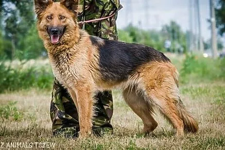OTOZ Animals - Nefra - młoda sunia w typie owczark