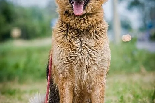 OTOZ Animals - Nefra - młoda sunia w typie owczark