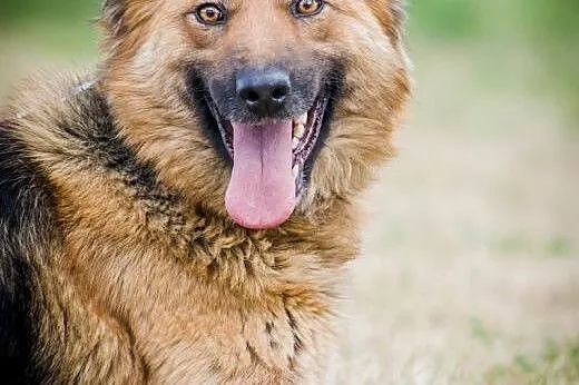OTOZ Animals - Nefra - młoda sunia w typie owczark