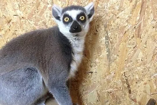Lemury katta Lemur Catta młode