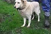 Beauty - super suczka chce do domu ,  pomorskie Gd